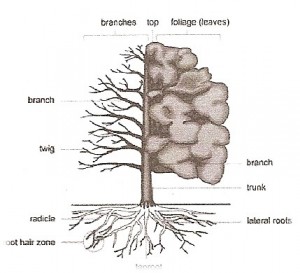 سلسله مراتب در ساختار يک درخت